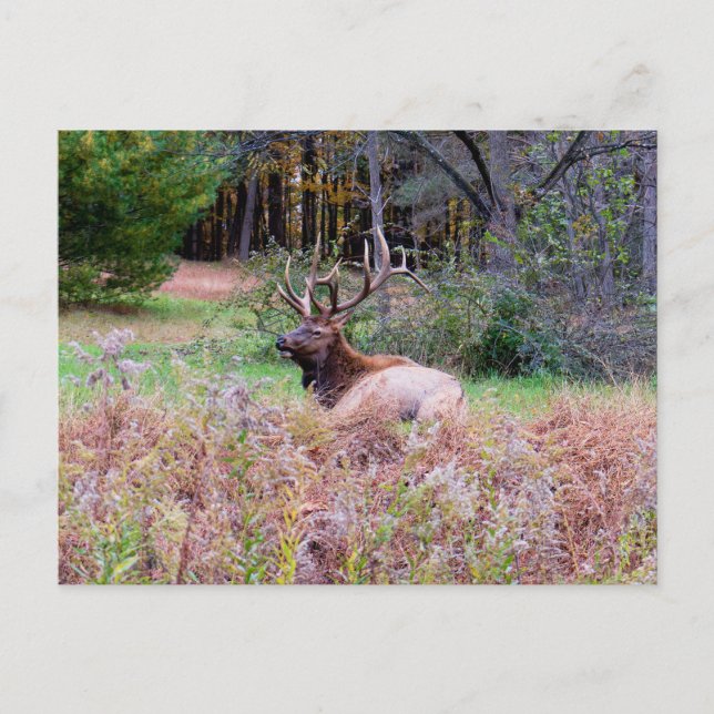 Tarjeta postal de alces (Anverso)