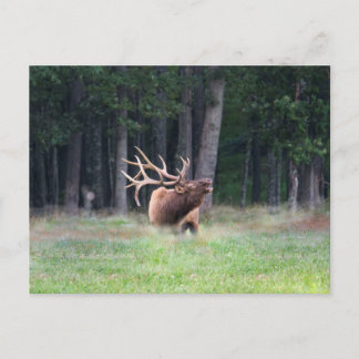 Tarjeta postal de alces