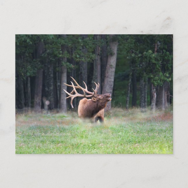 Tarjeta postal de alces (Anverso)