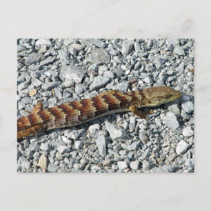 Tarjeta postal de Alligator Lizard