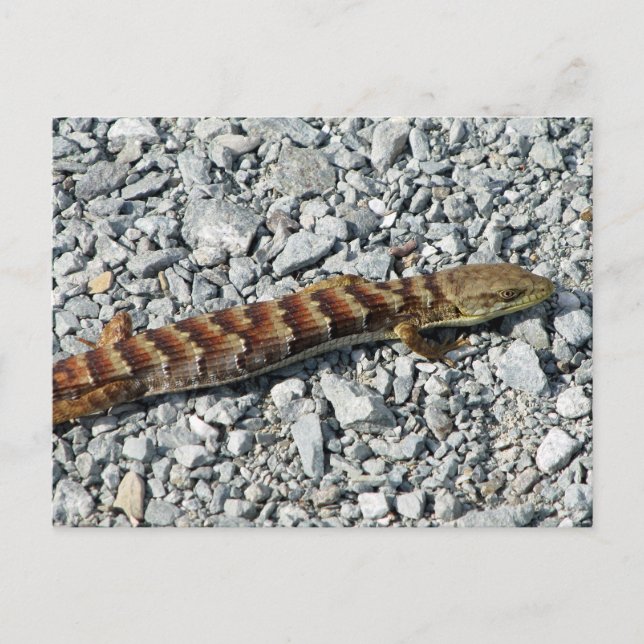 Tarjeta postal de Alligator Lizard (Anverso)