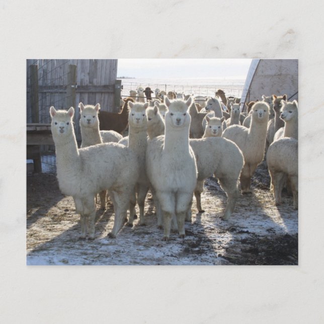 Tarjeta postal de Alpaca (Anverso)