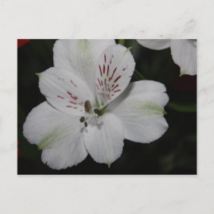 Tarjeta postal de alstroemeria blanca