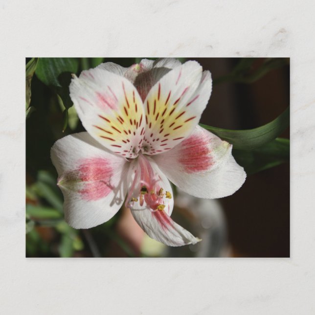 Tarjeta postal de alstroemeria blanca/rosa (Anverso)