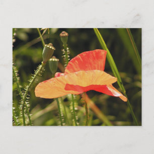 Tarjeta Postal de Amapola