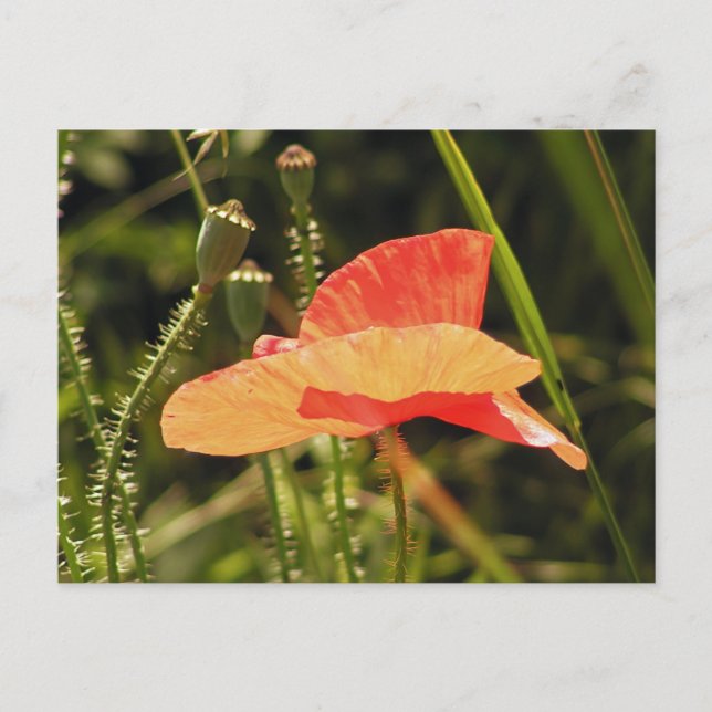 Tarjeta Postal de Amapola (Anverso)