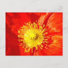Tarjeta postal de amapola naranja