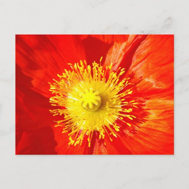 Tarjeta postal de amapola naranja (Anverso)