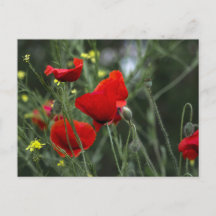 Tarjeta postal de amapolas en la naturaleza