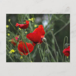 Tarjeta postal de amapolas en la naturaleza