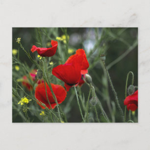 Tarjeta postal de amapolas en la naturaleza