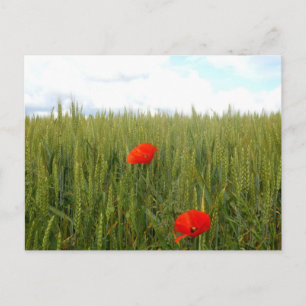 Tarjeta postal de amapolas en un trigal