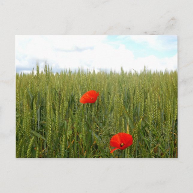Tarjeta postal de amapolas en un trigal (Anverso)