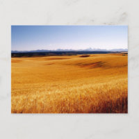 Tarjeta postal de Amber Waves