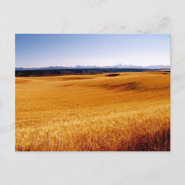 Tarjeta postal de Amber Waves (Anverso)