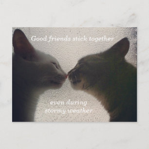 Tarjeta postal de amigo del gato