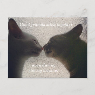 Tarjeta postal de amigo del gato