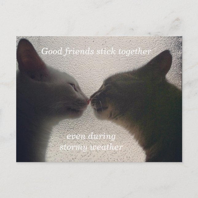 Tarjeta postal de amigo del gato (Anverso)