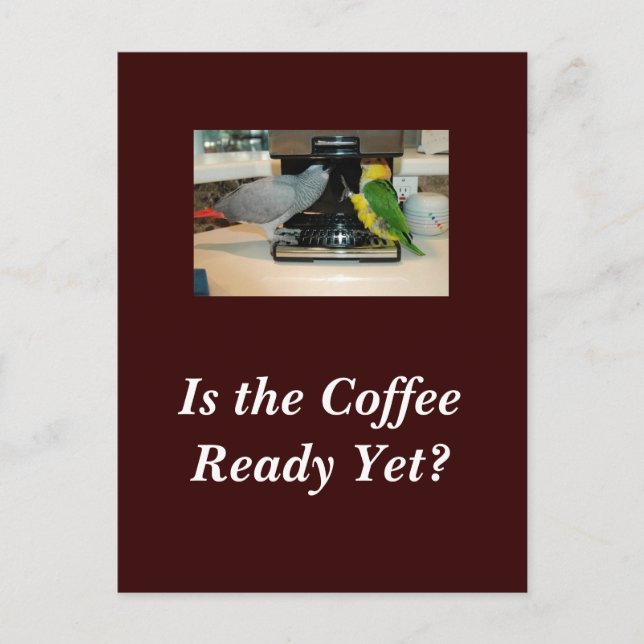 Tarjeta postal de amigos africanos grises y caique (Anverso)