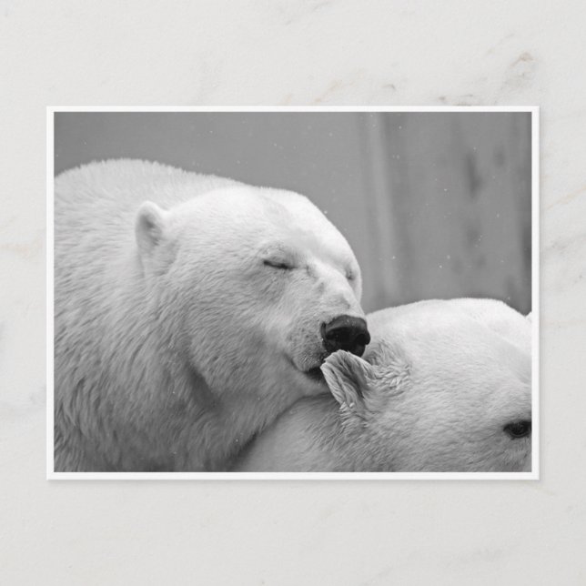 Tarjeta postal de amigos de oso polar (Anverso)