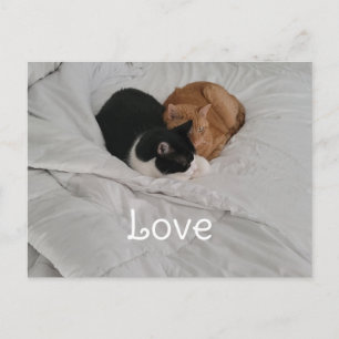 Tarjeta postal de amor con corazón de gato