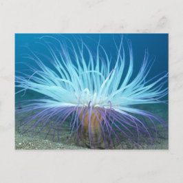 Tarjeta postal de Anemone Sea Life Sea