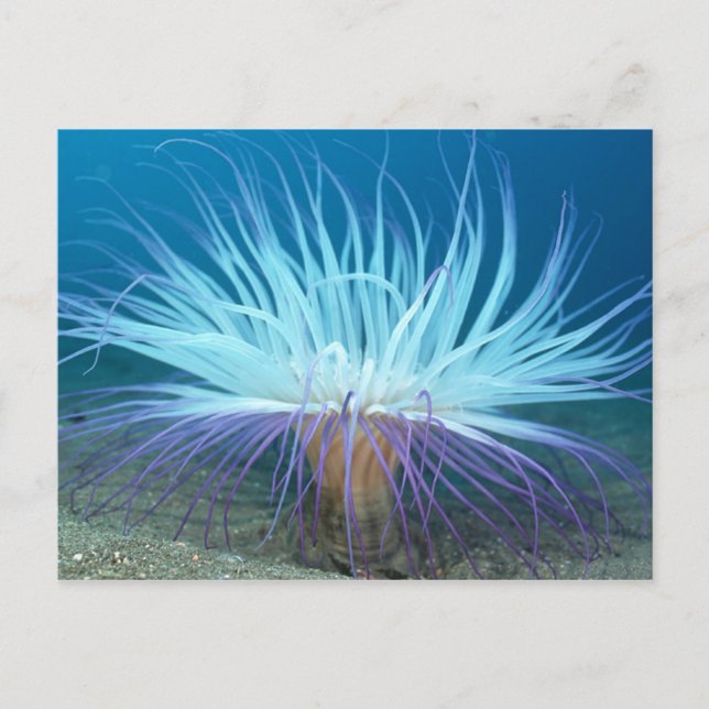 Tarjeta postal de Anemone Sea Life Sea (Anverso)