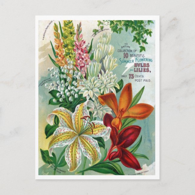 Tarjeta postal de anuncio de semilla vintage (Anverso)