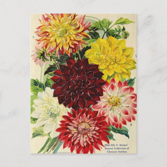 Tarjeta postal de anuncio de semilla vintage (Anverso)