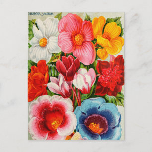 Tarjeta postal de anuncio de semilla vintage