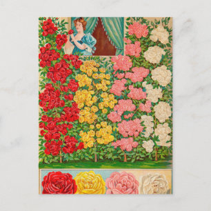 Tarjeta postal de anuncio de semilla vintage