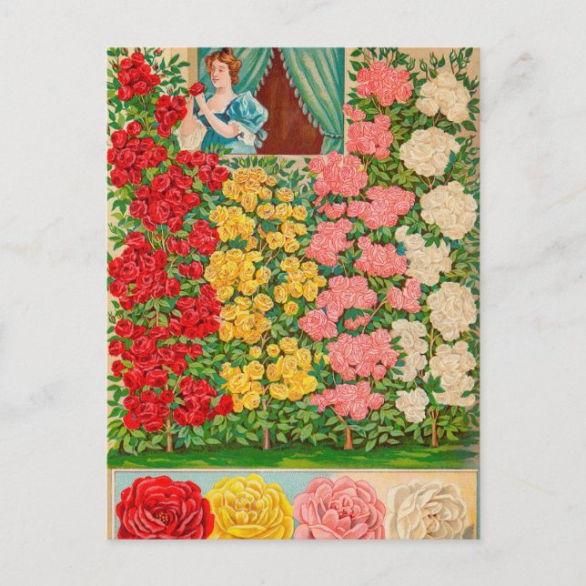 Tarjeta postal de anuncio de semilla vintage (Anverso)