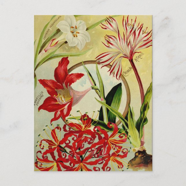 Tarjeta postal de anuncio de semilla vintage (Anverso)