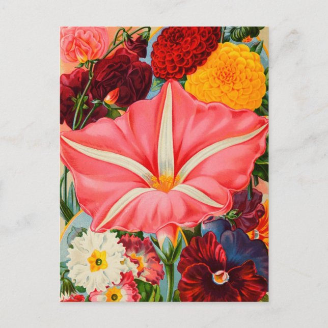 Tarjeta postal de anuncio de semilla vintage (Anverso)