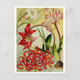 Tarjeta postal de anuncio de semillas antiguas