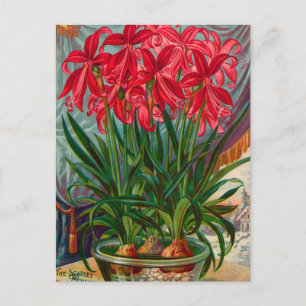 Tarjeta postal de anuncio de semillas antiguas