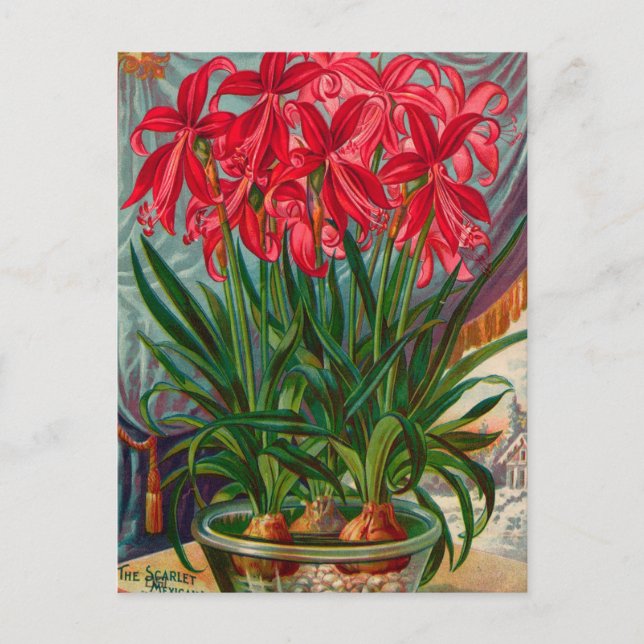 Tarjeta postal de anuncio de semillas antiguas (Anverso)