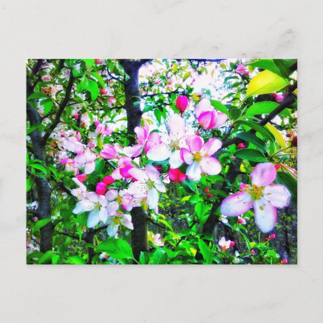 TARJETA POSTAL DE APPLE BLOSSOMS (Anverso)
