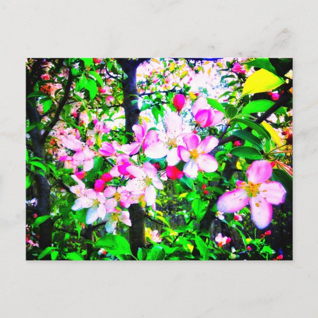 TARJETA POSTAL DE APPLE BLOSSOMS BRIGHT (Anverso)