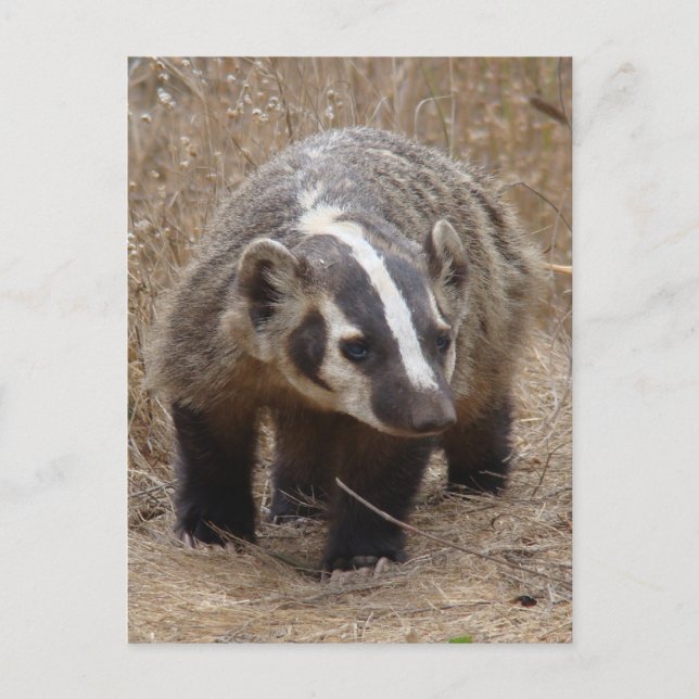 Tarjeta postal de aproximación de Badger (Anverso)