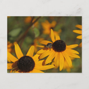 Tarjeta postal de araña saltarina