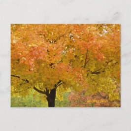 Tarjeta postal de árboles de otoño dorado