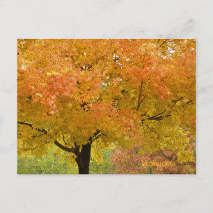 Tarjeta postal de árboles de otoño dorado