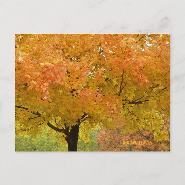 Tarjeta postal de árboles de otoño dorado (Anverso)