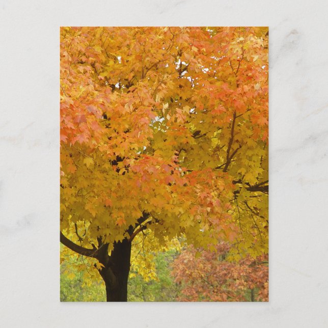 Tarjeta Postal de Árboles de Otoño Dorado (Anverso)