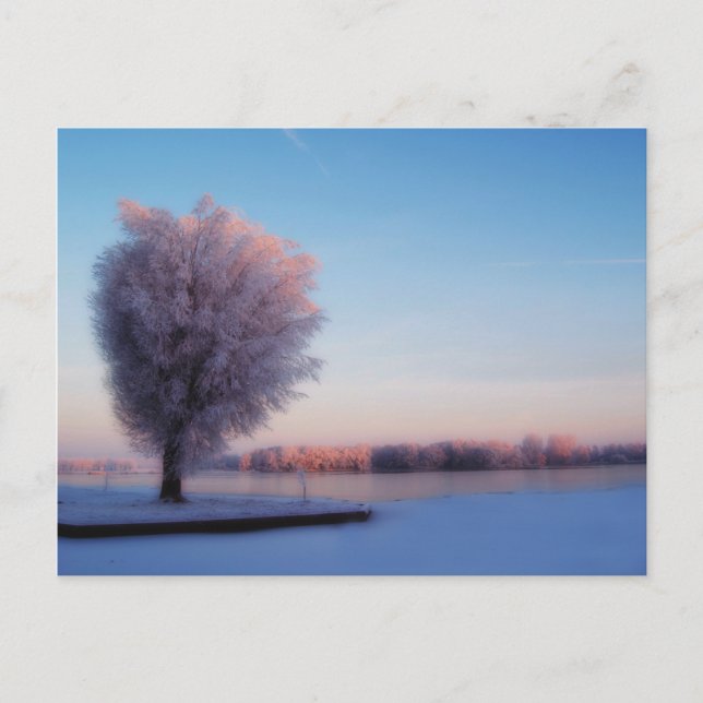 Tarjeta postal de árboles nevados (Anverso)