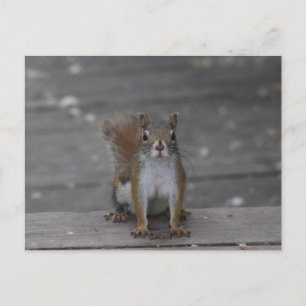 Tarjeta postal de ardilla