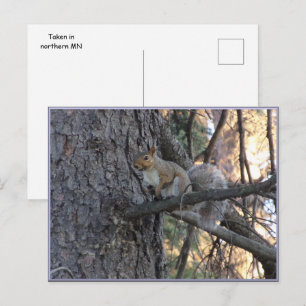 Tarjeta postal de ardilla en árbol