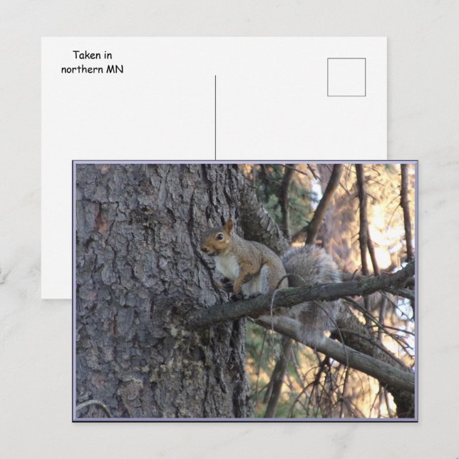 Tarjeta postal de ardilla en árbol (Anverso / Reverso)