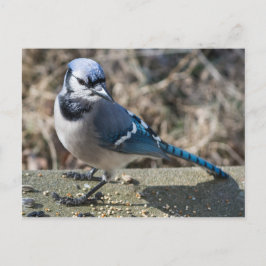 Tarjeta postal de arrendajo azul